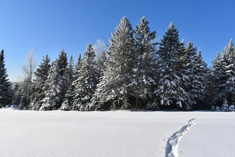 Footprints in the snow Stock Photos