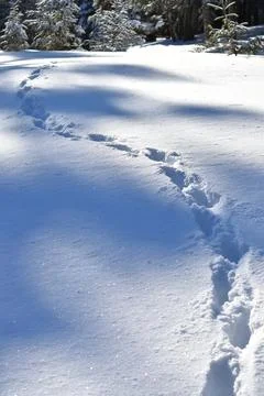 Footprints in the snow Stock Photos