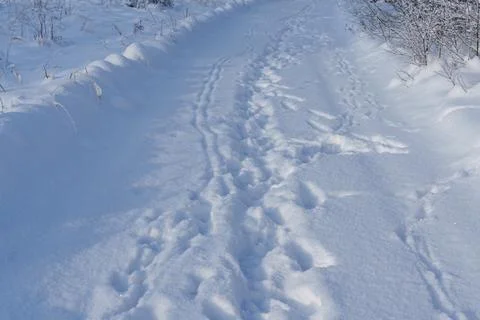 Footprints in the snow Stock-Fotos