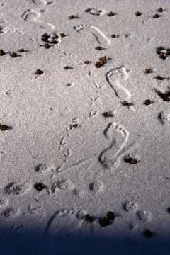 Footprints in Snow: Traces of Human and Bird Stock Photos