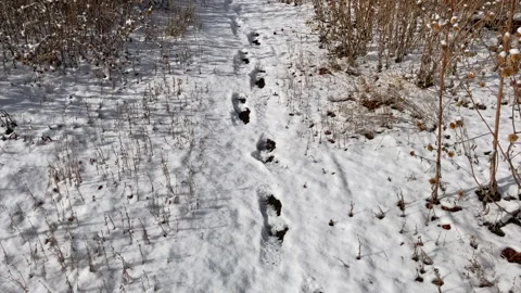 Footprints in a Snowy Meadow Stock Footage 143985280
