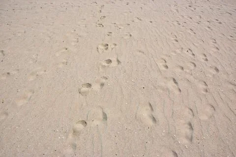 Footprints in soft sand on a beach under bright sunlight Stock Photos