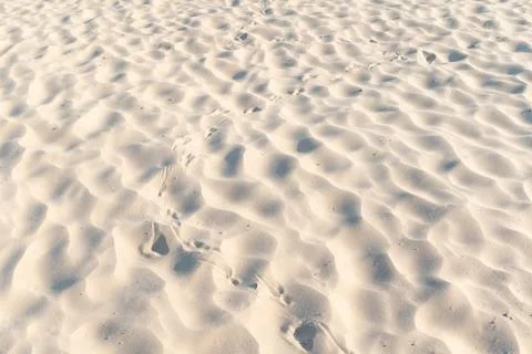 Footprints of some bird on sandy beach Stock Photos