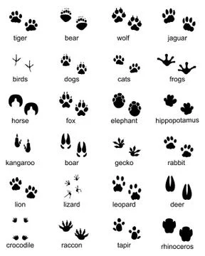 Footprints of wild animals Stock Illustration