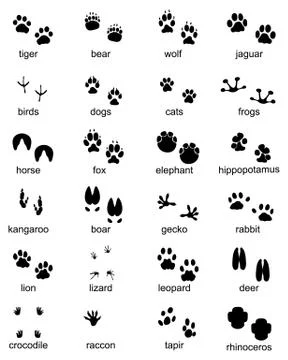 Footprints of wild animals Stock Illustration