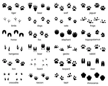 Footprints of wild animals Stock Illustration