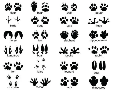 Footprints of wild animals Stock Illustration