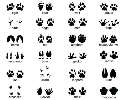 Footprints of wild animals Stock Illustration