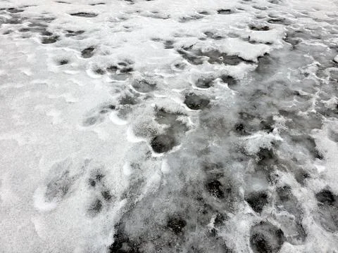Footprints in Winter Snow on a Path Showing Movement in a Cold Landscape Stock Photos