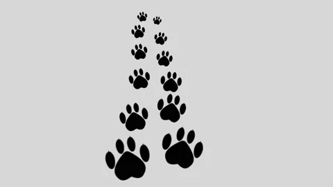 Foots prints animal. paw animal walking. Stock Footage