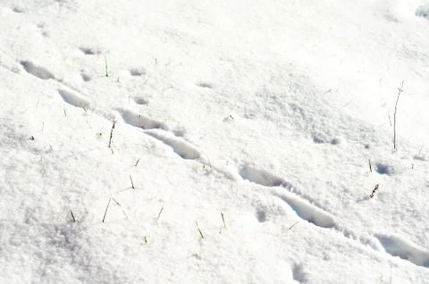 Footstep on the snow Stock Photos