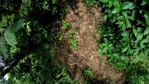 Footsteps in the jungle-2 Stock Footage 278965783