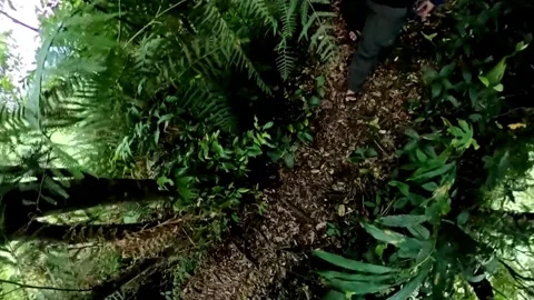 Footsteps in the jungle-3 Stock Footage 278965735