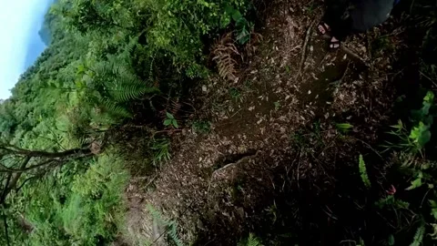Footsteps in the jungle-4 Stock Footage 278965777
