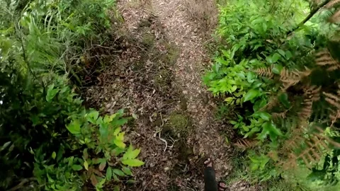 Footsteps in the jungle-5 Stock-Footage 278965830