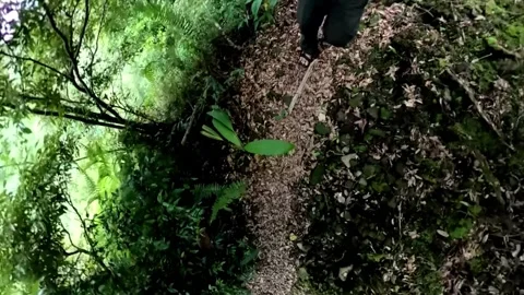 Footsteps in the jungle Stock Footage 278965739