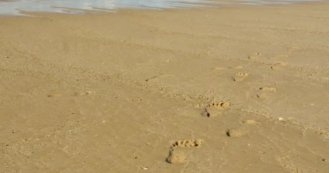 Footsteps left along sandy beach Stock Footage 130321412