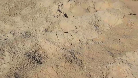 Footsteps in the sand Stock Footage 99118997