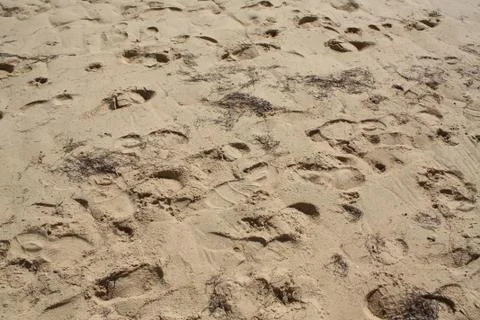 Footsteps on Sand Stock Photos