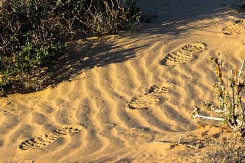 Footsteps on sand Stock Photos