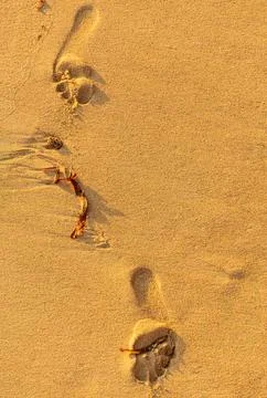 Footsteps On A Sandy Beach Stock Photos
