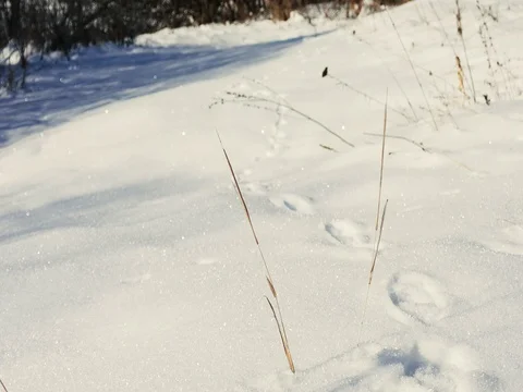 Footsteps in the Snow Stock Footage 73548429