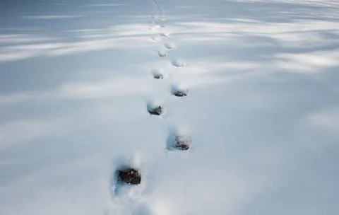 Footsteps in the snow in a forest Stock Photos