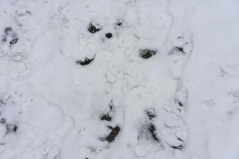 Footsteps in snow high angle view Stock Photos
