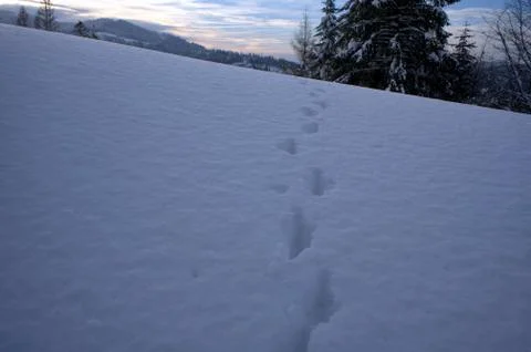 Footsteps in a snow at sunset Stock Photos