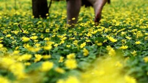 Footsteps Through Yellow Flowers Stock Footage 74767112