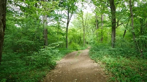 Footway in the forest Stock Footage 113134449