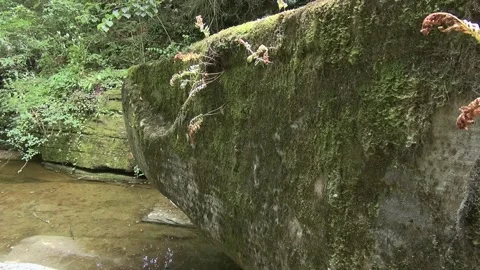 Foradada rock big stone gorge algae moss stream water valley nature day sunl Stock Footage 329768763