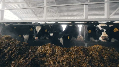 Forage is being eaten by cows in a barn Stock Footage 102428487