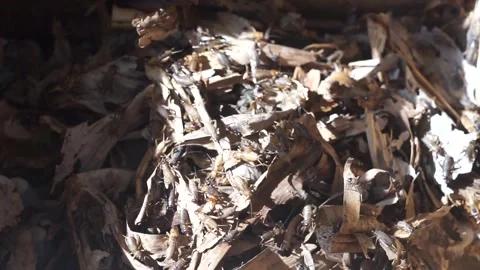 Forage crickets in a container that is ready to be sold Stock Footage 235189451