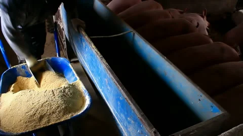 Forage feed for pigs Stock-Footage 45836641