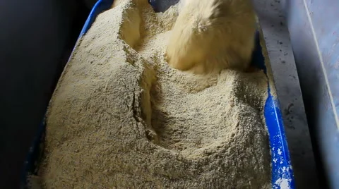 Forage feed for pigs Stock Footage 45838901