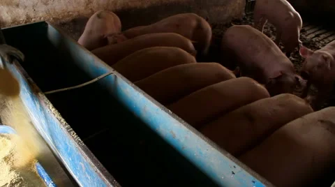 Forage feed for pigs Stock-Footage 45841012