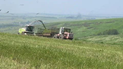 Forage harvester and tractor loading silage crop. Stock Footage 112012593