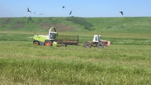 Forage harvester and tractor loading silage crop. Stock Footage 112012645