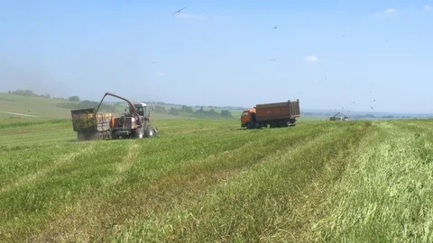 Forage harvester and tractor loading silage crop. Stock Footage 112012790