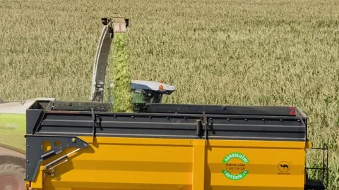 Forage harvester chopping corn silage into agricultural trailer on the field 库存影片 342058345