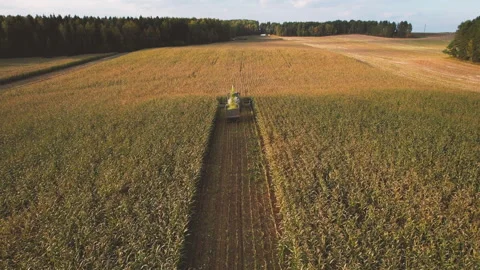 Forage harvester on maize cutting in field. Corn harvest. Video stock 165346573