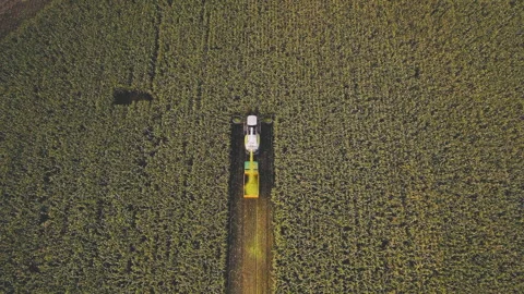 Forage harvester on maize cutting in field. Corn harvest. Video stock 165347677