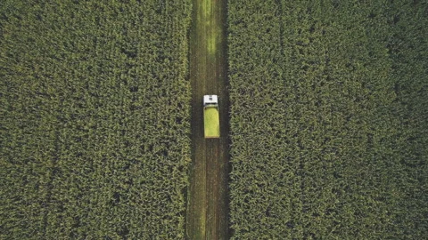 Forage harvester on maize cutting in field. Corn harvest. 스톡 동영상 167041841