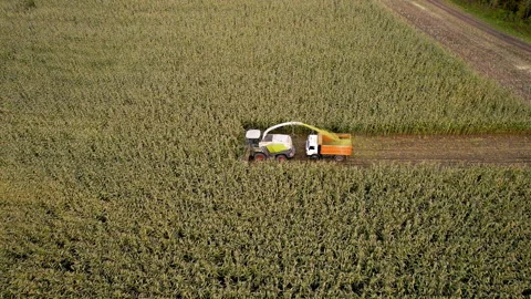 Forage harvester on maize cutting for silage in field. 動画素材 167563301