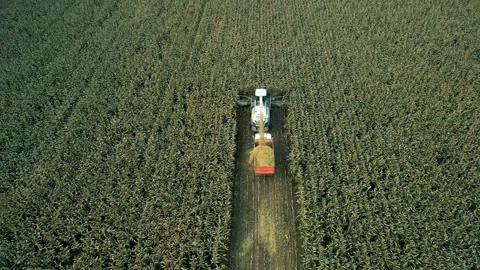 Forage harvester on maize cutting for silage in field. 動画素材 167563490