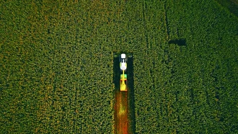 Forage harvester on maize cutting for silage in field. Stock Footage 201340939