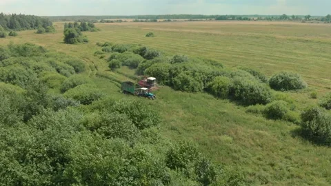 Forage harvester mows the grass in a tractor trailer on farmland among the Video stock 142185014
