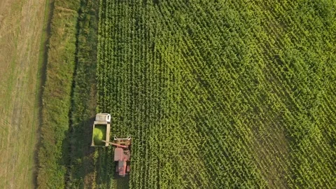 Forage harvester removes corn Stock Footage 158390915