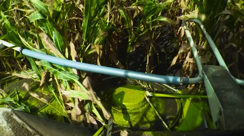 Forage , Harvesting Corn for Silage. Close-up of the Header Stock Footage 65787703